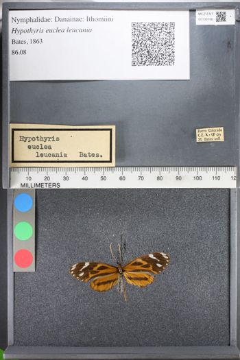 Media type: image;   Entomology 106166